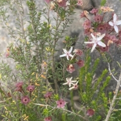 Calytrix tetragona at Yass, NSW - 8 Nov 2022 02:30 PM