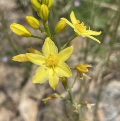 Bulbine glauca (Rock Lily) at Yass, NSW - 8 Nov 2022 by JaneR