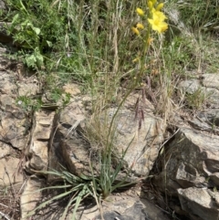 Bulbine glauca at Yass, NSW - 8 Nov 2022