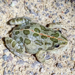 Limnodynastes tasmaniensis at Stromlo, ACT - 8 Nov 2022 08:58 PM