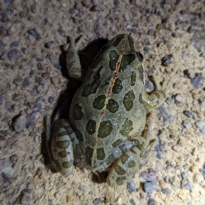 Limnodynastes tasmaniensis at Stromlo, ACT - 8 Nov 2022 08:58 PM