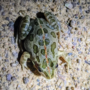 Limnodynastes tasmaniensis at Stromlo, ACT - 8 Nov 2022 08:58 PM