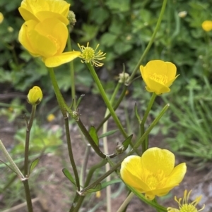 Ranunculus repens at Yarralumla, ACT - 5 Nov 2022