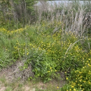 Ranunculus repens at Yarralumla, ACT - 5 Nov 2022