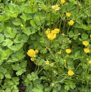 Ranunculus repens at Yarralumla, ACT - 5 Nov 2022