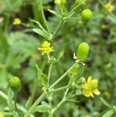 Ranunculus sceleratus subsp. sceleratus (Celery-leaved Buttercup, Celery Buttercup) at Yarralumla, ACT - 5 Nov 2022 by JaneR