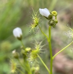 Drosera gunniana (Pale Sundew) at Yarralumla, ACT - 5 Nov 2022 by JaneR