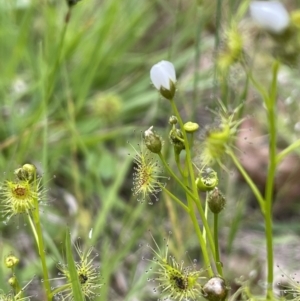 Drosera gunniana at Yarralumla, ACT - 5 Nov 2022 05:11 PM