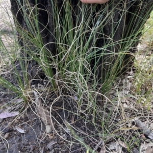 Carex bichenoviana at Higgins, ACT - 8 Nov 2022 02:50 PM