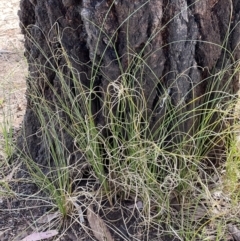 Carex bichenoviana at Higgins, ACT - 8 Nov 2022