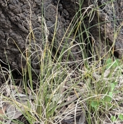 Carex bichenoviana at Higgins, ACT - 8 Nov 2022