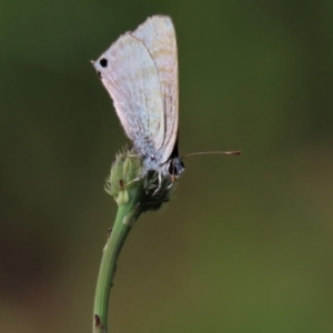 Lampides boeticus at Higgins, ACT - 6 Nov 2022 05:28 PM