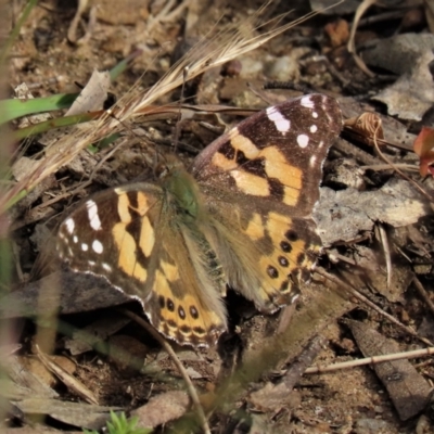 Vanessa kershawi (Australian Painted Lady) at Higgins, ACT - 6 Nov 2022 by AndyRoo