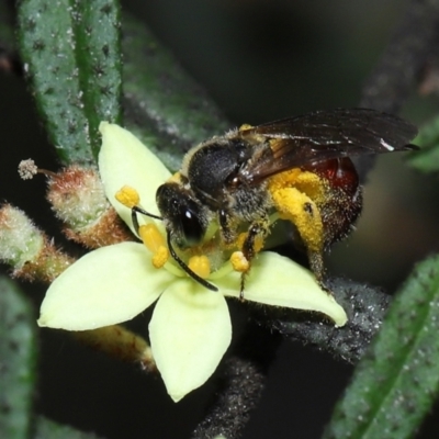 Lasioglossum (Parasphecodes) sp. (genus & subgenus) (Halictid bee) at Acton, ACT - 7 Nov 2022 by TimL