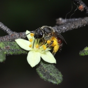 Lasioglossum (Parasphecodes) sp. (genus & subgenus) at Acton, ACT - 7 Nov 2022