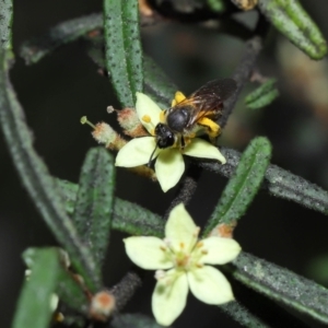 Lasioglossum (Parasphecodes) sp. (genus & subgenus) at Acton, ACT - 7 Nov 2022