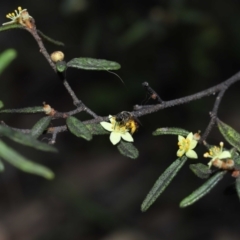 Lasioglossum (Parasphecodes) sp. (genus & subgenus) at Acton, ACT - 7 Nov 2022