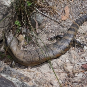 Tiliqua scincoides scincoides at Acton, ACT - 7 Nov 2022