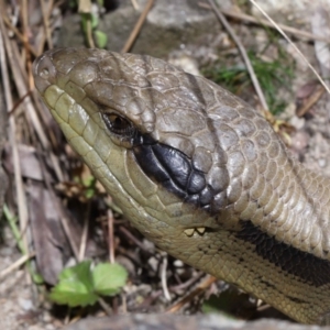 Tiliqua scincoides scincoides at Acton, ACT - 7 Nov 2022