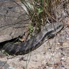 Tiliqua scincoides scincoides at Acton, ACT - 7 Nov 2022 10:14 AM