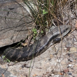 Tiliqua scincoides scincoides at Acton, ACT - 7 Nov 2022