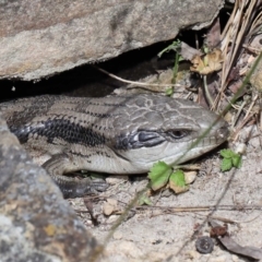 Tiliqua scincoides scincoides at Acton, ACT - 7 Nov 2022