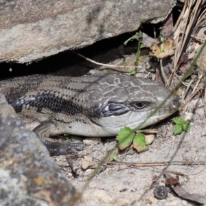 Tiliqua scincoides scincoides at Acton, ACT - 7 Nov 2022