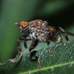 Tapeigaster brunneifrons (A fungus fly) at Acton, ACT - 7 Nov 2022 by TimL