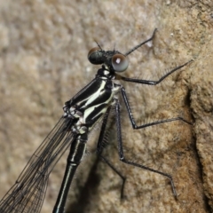 Austroargiolestes icteromelas (Common Flatwing) at Acton, ACT - 7 Nov 2022 by TimL