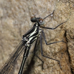 Austroargiolestes icteromelas at Acton, ACT - 7 Nov 2022 10:27 AM