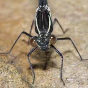 Austroargiolestes icteromelas at Acton, ACT - 7 Nov 2022 10:27 AM