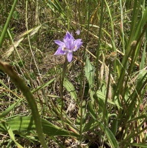 Moraea setifolia at Molonglo Valley, ACT - 8 Nov 2022