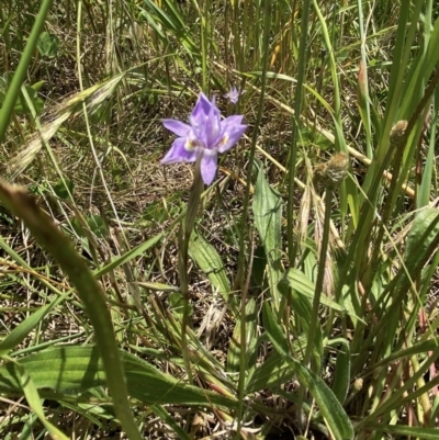 Moraea setifolia (Thread Iris) at Molonglo Valley, ACT - 8 Nov 2022 by mcosgrove