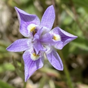 Moraea setifolia at Molonglo Valley, ACT - 8 Nov 2022