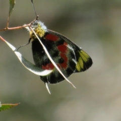 Delias harpalyce (Imperial Jezebel) at Umbagong District Park - 3 Nov 2022 by Christine