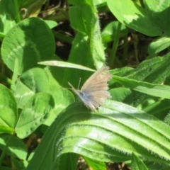 Zizina otis (Common Grass-Blue) at Umbagong District Park - 3 Nov 2022 by Christine