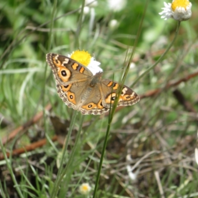 Junonia villida (Meadow Argus) at Umbagong District Park - 3 Nov 2022 by Christine