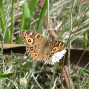 Junonia villida at Latham, ACT - 3 Nov 2022