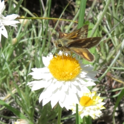 Taractrocera papyria (White-banded Grass-dart) at Umbagong District Park - 3 Nov 2022 by Christine