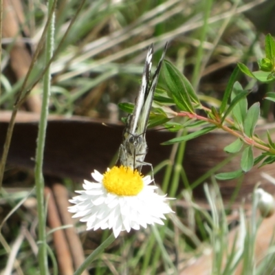 Belenois java (Caper White) at Umbagong District Park - 3 Nov 2022 by Christine