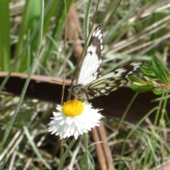 Belenois java at Latham, ACT - 3 Nov 2022 01:41 PM