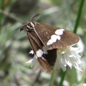 Nyctemera amicus at Latham, ACT - 3 Nov 2022 01:33 PM