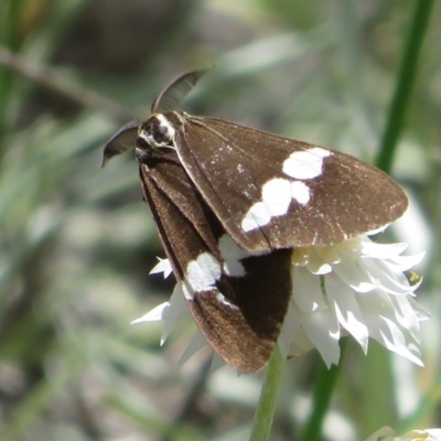 Nyctemera amicus (Senecio Moth, Magpie Moth, Cineraria Moth) at Umbagong District Park - 3 Nov 2022 by Christine