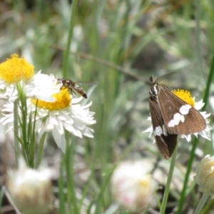 Nyctemera amicus at Latham, ACT - 3 Nov 2022 01:33 PM