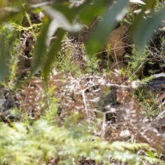 Varanus varius (Lace Monitor) at Penrose, NSW - 7 Nov 2022 by Aussiegall