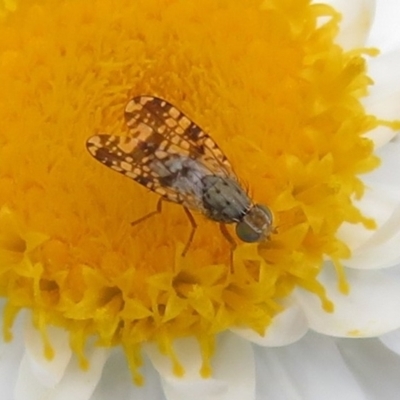 Austrotephritis poenia (Australian Fruit Fly) at Latham, ACT - 3 Nov 2022 by Christine