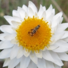 Austrotephritis poenia at Latham, ACT - 3 Nov 2022