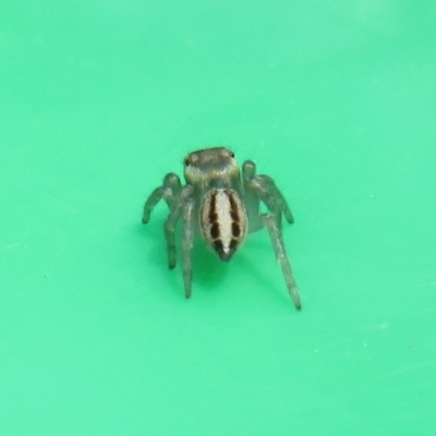 Maratus scutulatus (A jumping spider) at Flynn, ACT - 8 Nov 2022 by Christine