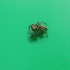 Maratus scutulatus at Flynn, ACT - 8 Nov 2022