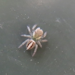 Maratus scutulatus at Flynn, ACT - 8 Nov 2022 02:35 PM